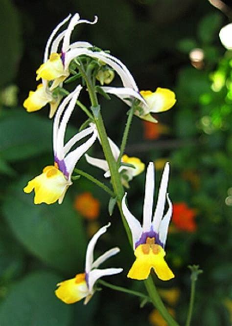 40 Nemesia Masquerade Bi Color Flower Seeds Annual