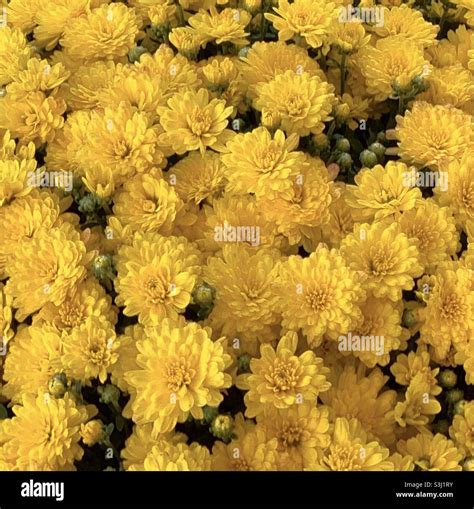 Yellow Mums Blooming In Fall Stock Photo Alamy