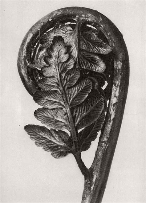 Mondays Photography Inspiration Karl Blossfeldt Photography And Vision