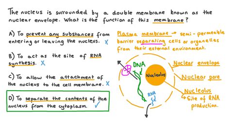 Question Video Defining The Role Of The Nuclear Envelope Nagwa