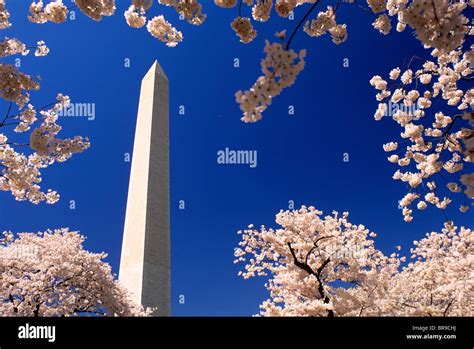 Washington Monument With Cherry Blossoms Washington Dc Stock Photo Alamy