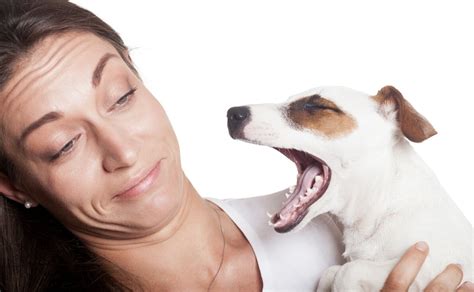 How To Help My Old Dog With Her Smelly Breath
