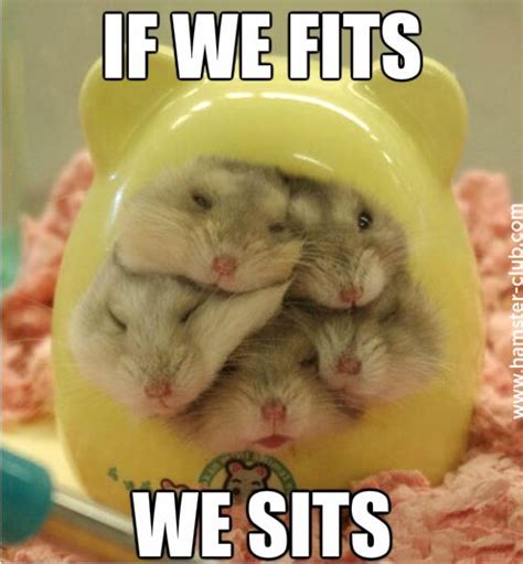 Cute Hamsters Squeeze Inside Container Luvbat