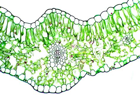 Jump to navigation jump to search. Leaf of a monocot (Lilium sp.) | Transverse section of ...