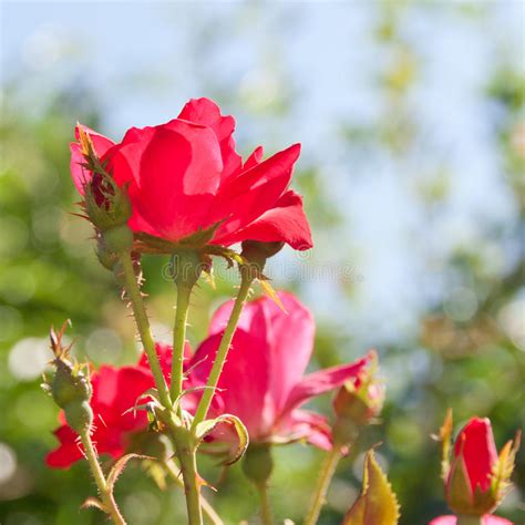 Beautiful Red Rose Flower In A Garden Stock Image Image Of