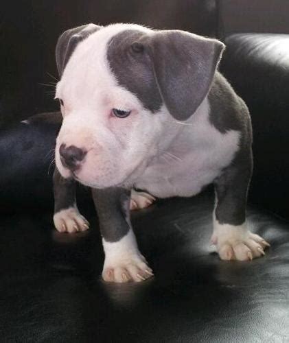 Blue Nose American Pit Bull Puppies For Sale In Philadelphia