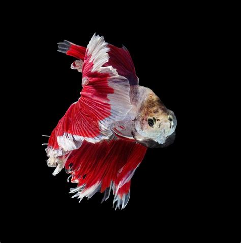 Siamese Fighting Fish Fight Red Fish Betta Splendens Betta Fish