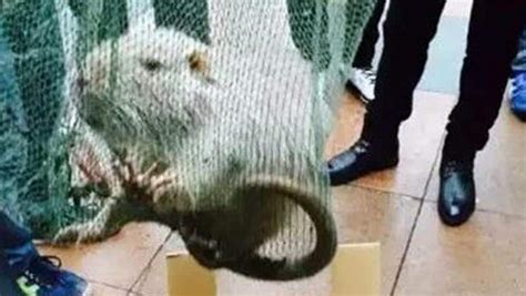 Huge Rat Roaming Chinese University Was A Metre Long With Its Tail