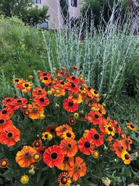 6 Perennials For Late Summer Color Md Landscaping