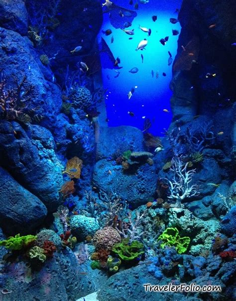 Marine Life Park Worlds Largest Oceanarium Rwsentosa Singapore