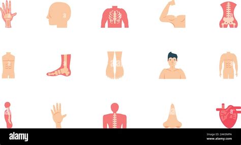 Icona Set Design Corpo Umano Persona Persone Salute Anatomia Biologia