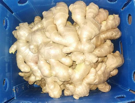 jumbo fresh ginger 250g a best china manufacturer fresh vegetables agricultural