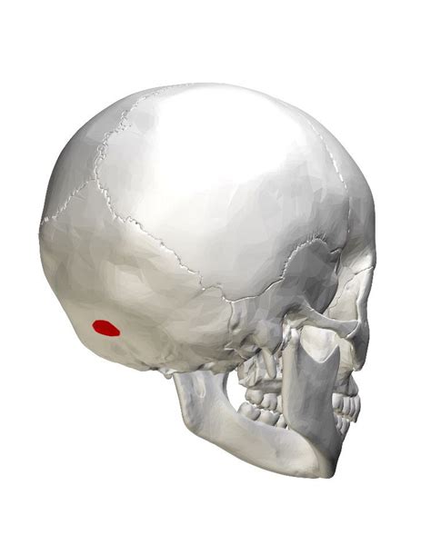 External Occipital Protuberance A Site For Attachment Of Muscles And