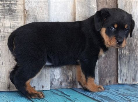 Rottweiler puppies for sale, purebred rottweiler puppies for sale, buy a rottweiler puppy. Rottweiler Puppies For Sale | Birmingham, AL #203476