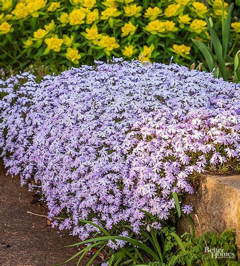 Drought Resistant Ground Cover You Can Walk On Jackelyn Behrens