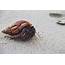 Hermit Crab Crabs Sealife Wallpapers HD / Desktop And Mobile Backgrounds