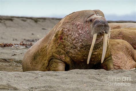 Atlantic Walrus Odobenus Rosmarus B2 Photograph By Eyal Bartov Fine