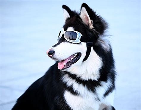 Petleso Large Dog Goggles Sunglasses Uv Golden Retriever Square