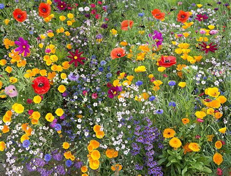 Fleurs Des Champs Banque Dimages Et Photos Libres De Droit Istock