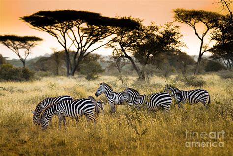 herd of zebras on the african savannah photograph by andrzej kubik pixels merch