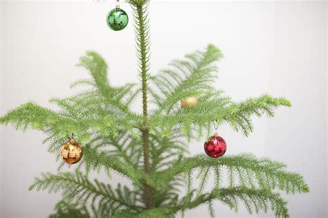 Photo Of Natural Pine Tree With Christmas Decorations Free Christmas