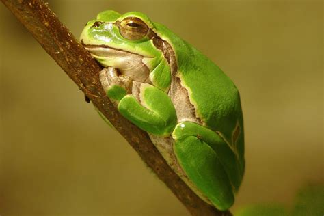 European Tree Frog Brilliant Creation
