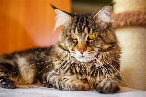 Male maine coon cats can weigh up to 35 lb (15.9 kg). What Are Maine Coon Cats? | Veterinarians.com