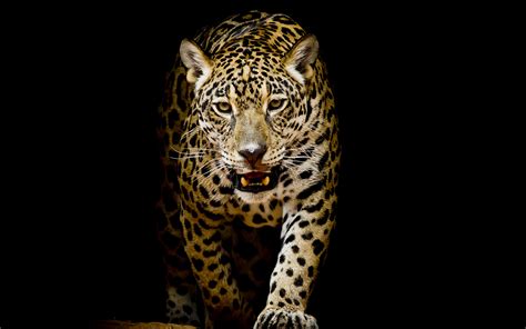 By nick pino, henry st leger 08 april 2021 what is 4k? Leopard 4K HD Wallpapers | HD Wallpapers