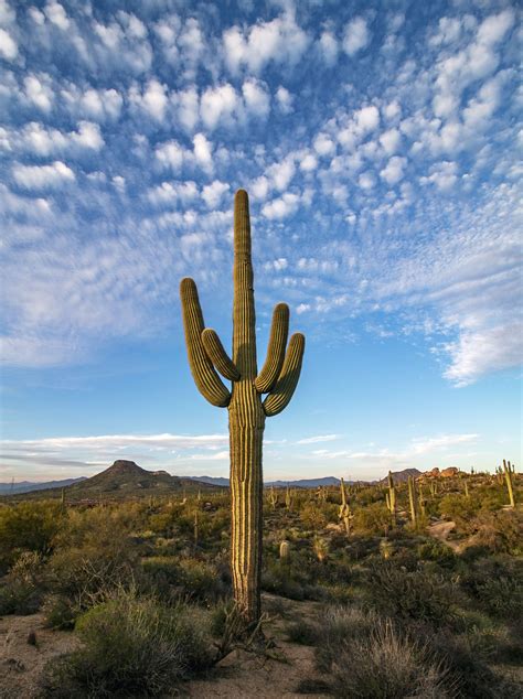 Lone Saguaro Cactus In North Scottsdale Az Saguaro Cactus Arizona