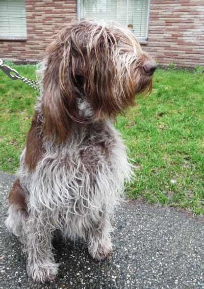 spinone italiano dog breed  dog pictures