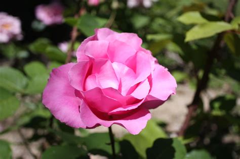 Последние твиты от bishop's castle rose ◡̈ ʕ•ᴥ•ʔ (@bishop_s_castle). Roses at Ayun castle Chitral | Rose, Flowers, Plants