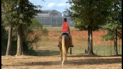 Equine Rescue Program Rehabs Inmates Horses Wgxa