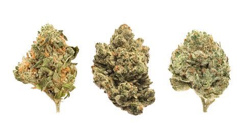 High Thc Strains 10 Highest Thc Cannabis Strains