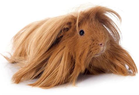 Guinea Pig Breeds Discover 13 Different Cavies With Our Complete List