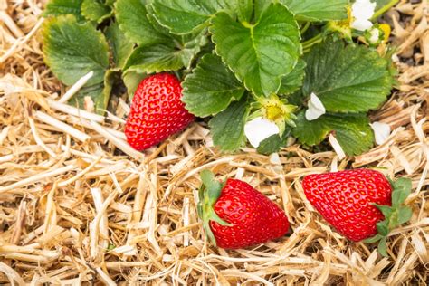 19 Smart Ways To Use Straw In The Garden Gardening