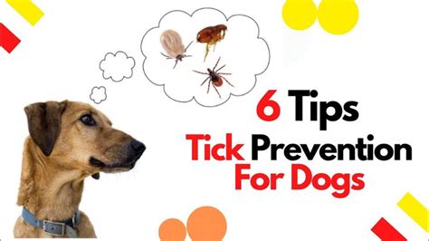 Tick Prevention For Dogs 6 Tips To Keep Your Dog Tick Free 2020