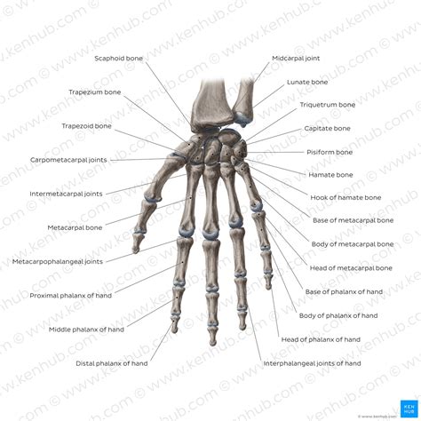 Radiocarpal Wrist Joint Bones Ligaments Movements Kenhub