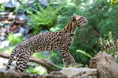 The Wild Cat Species Of Central America