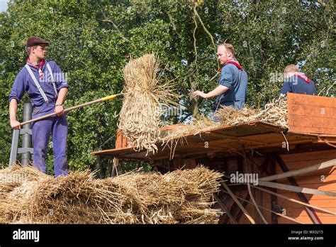 Farmers loading hay at a traditional hay-wagon during a Dutch