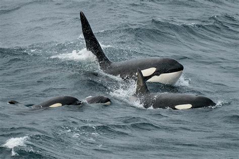 Orca Whales Pod Surfacing Together Shetland Scotland Uk