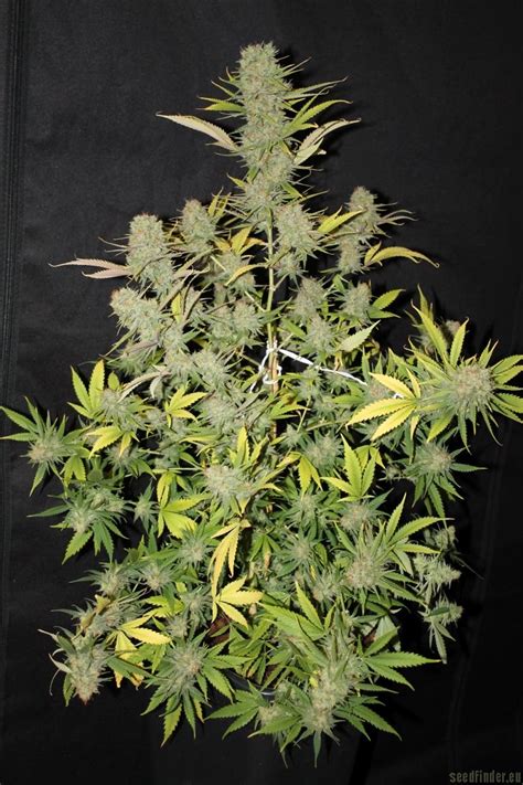 However, this is a hybrid strain, meaning critical mass is also part of the relief that this plant provides comes from these natural aromas. CBD Critical Mass (CBD Crew) :: Cannabis Strain Info