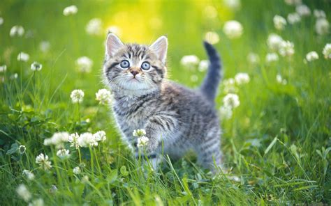 Download Flower Cute Baby Animal Spring Grass Kitten Animal Cat Cute