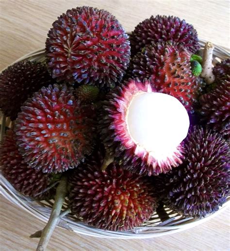 Maybe you would like to learn more about one of these? Grafted Pulasan Exotic tropical fruit tree 2'-3 ...