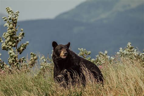 Black Bear Escapes Grizzly Bear In Glacier National Park