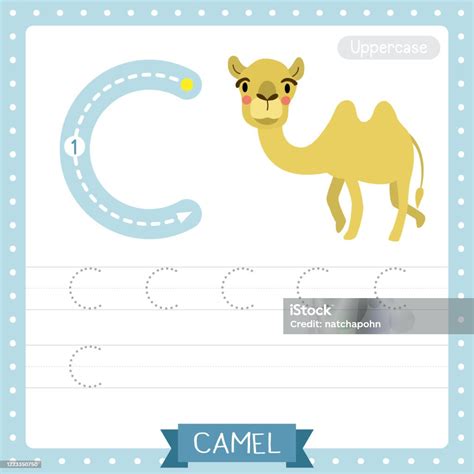 Letter C Uppercase Tracing Practice Worksheet Bactrian Camel Stock