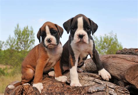 Meet The Miniature Boxer A Mix Breed Of Boxer And Boston Terrier Dogappy