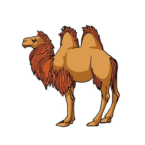 Camel Wool Stock Illustrations 658 Camel Wool Stock Clip Art Library