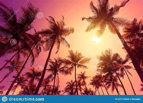 Coconut Palm Trees Silhouettes At Vivid Tropical Sunset Stock Photo