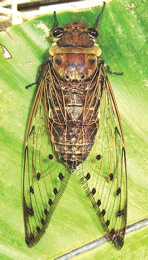 Cicada 3001 has been called the most elaborate and mysterious puzzle of the internet age. the washington post ranked it as one of the top 5 eeriest, unsolved mysteries of the internet. The Cicada - Kaieteur News