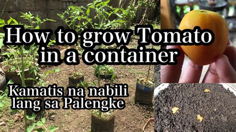 How To Grow Tomato In A Container Kamatis Na Nabili Sa Palengke